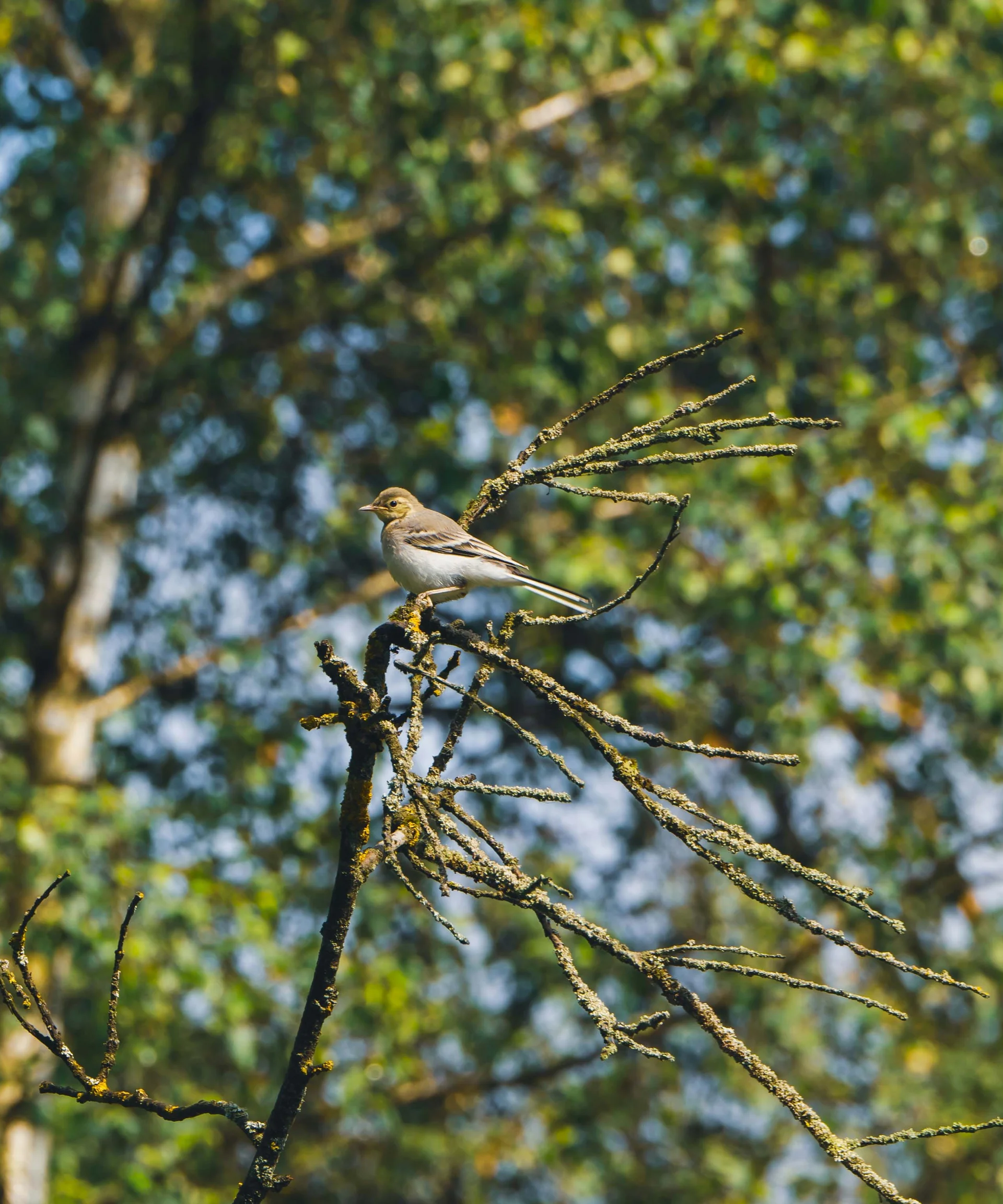 Unser Hotel in Weiden am See: ein Schmuckstück Kleiner Vogel sitzt auf vermoostem Ast vor verschwommenem Waldhintergrund