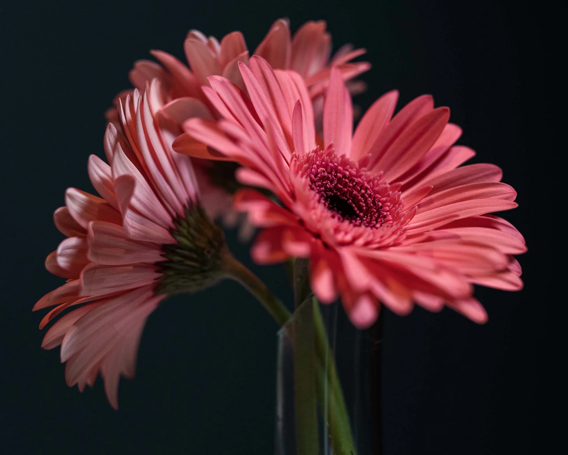 Drei rosa Gerbera-Blumen in einer Vase vor dunklem Hintergrund